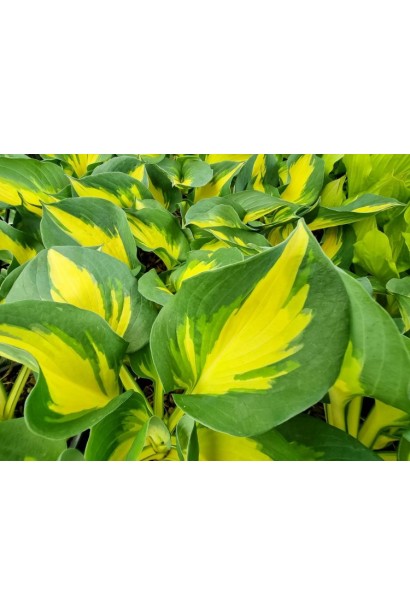 Hosta ’Beach Boy’ полив